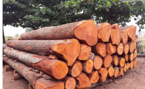 Kelebihan Kayu Mahoni untuk Furniture Rumah
